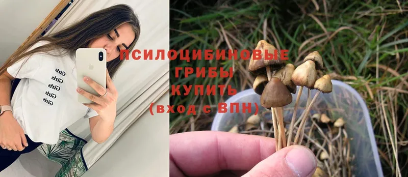 магазин продажи   Малоярославец  Псилоцибиновые грибы Psilocybe 